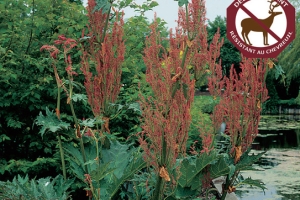 Rheum 'Palmatum Tanguticum' 